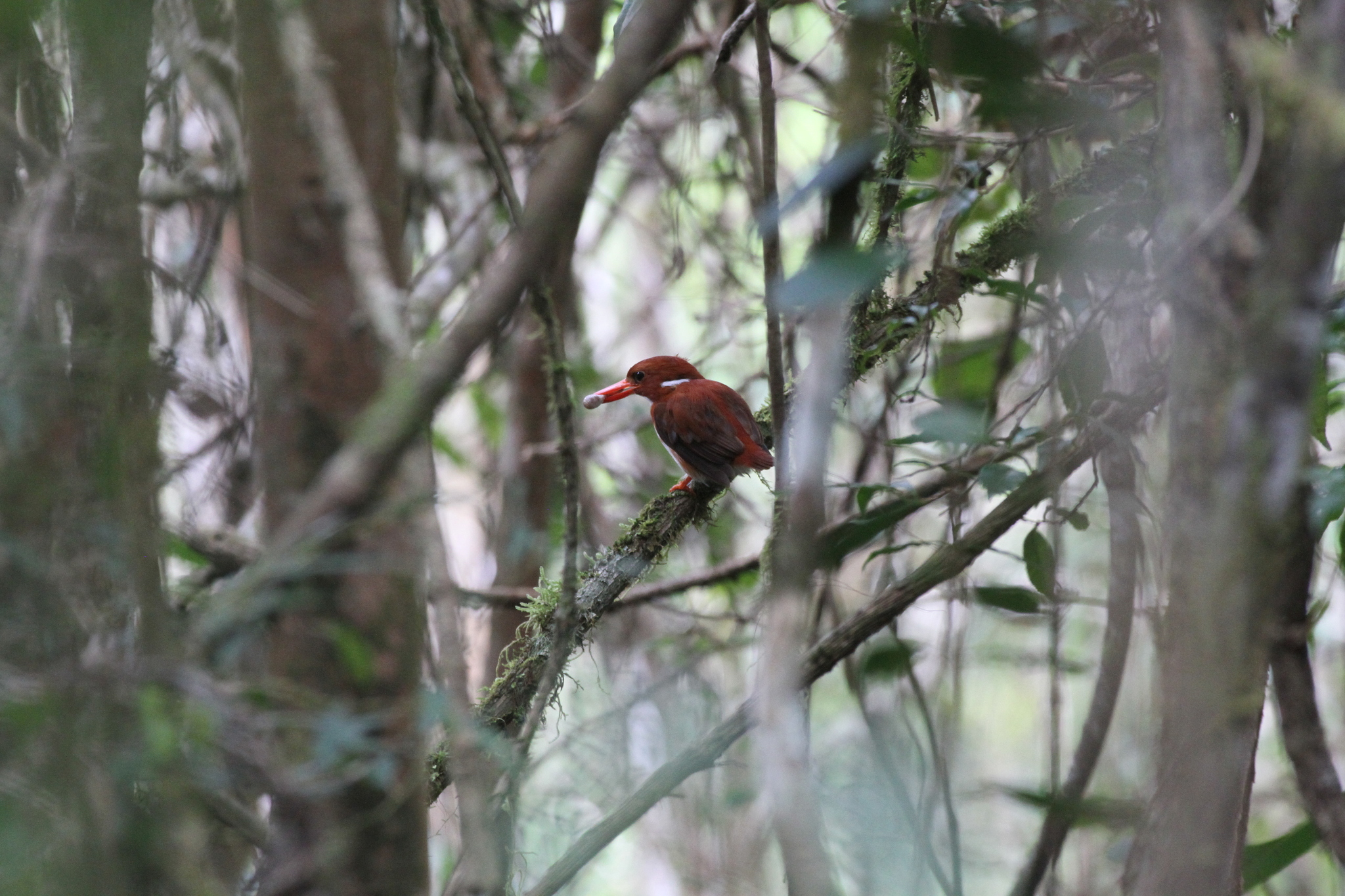 Madagascar Pygmy Kingfisher (Corythornis madagascariensis), photo 9