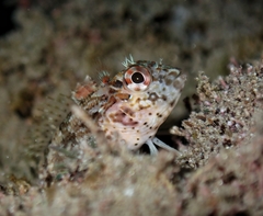 Throatspotted Blenny photo 5