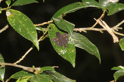 Melanonaclia