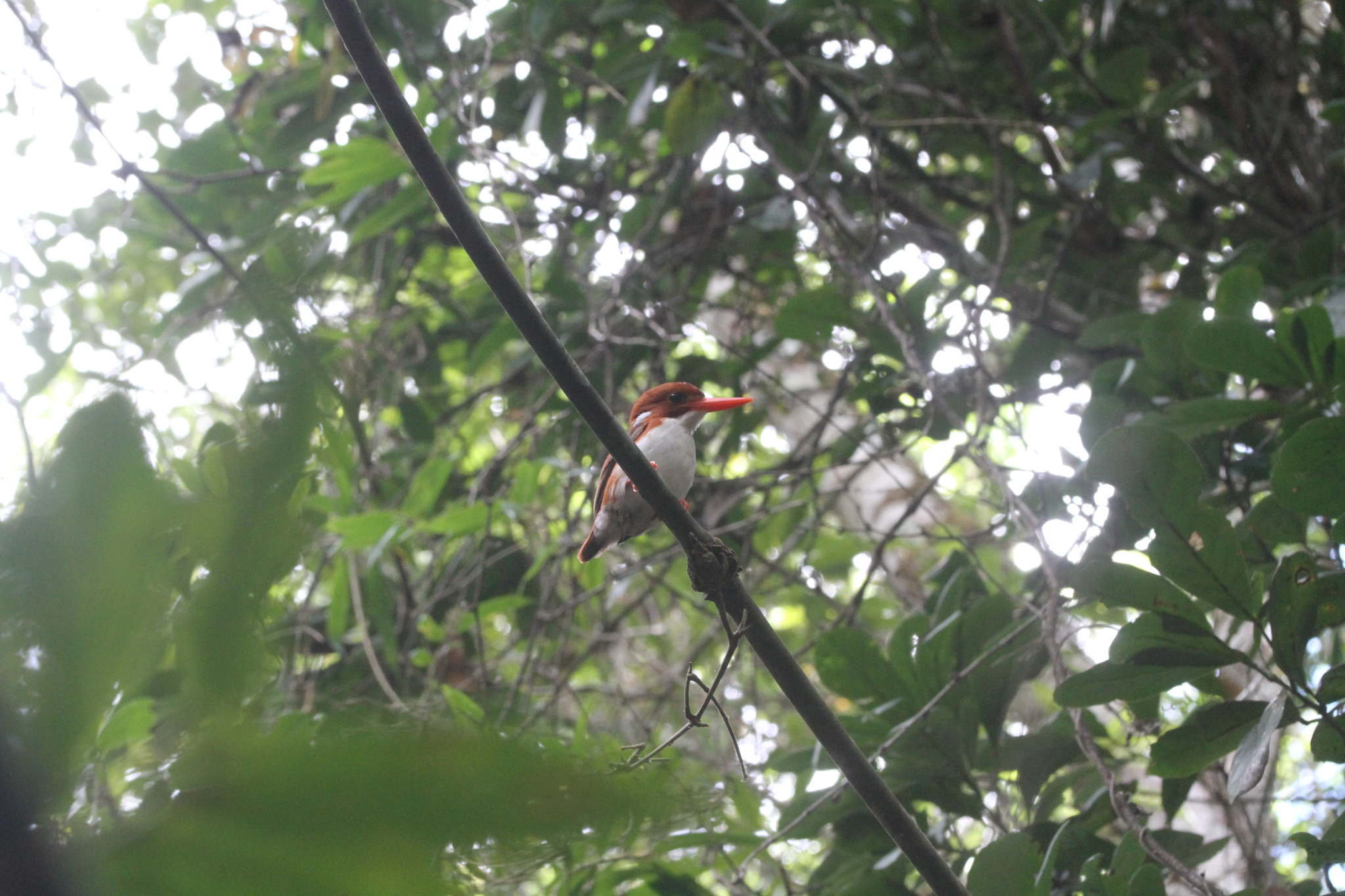 Madagascar Pygmy Kingfisher (Corythornis madagascariensis), photo 7