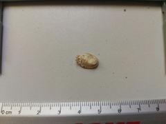 Pilosabia trigona