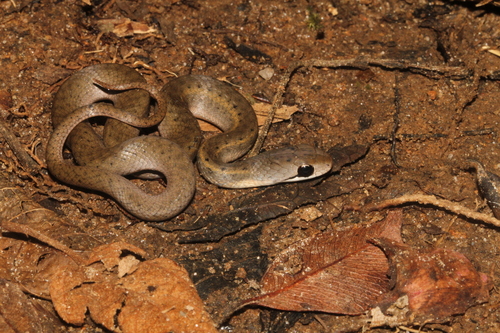 Forest Water Snake