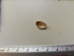 Pilosabia trigona