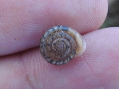 Daedalochila mooreana