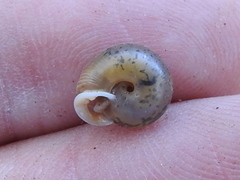 Daedalochila mooreana