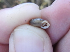 Daedalochila mooreana