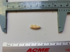 Olivella gracilis image