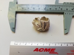 Megabalanus tintinnabulum