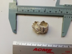 Megabalanus tintinnabulum