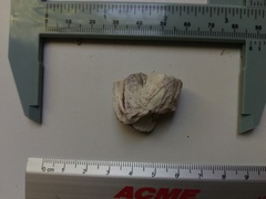 Megabalanus tintinnabulum