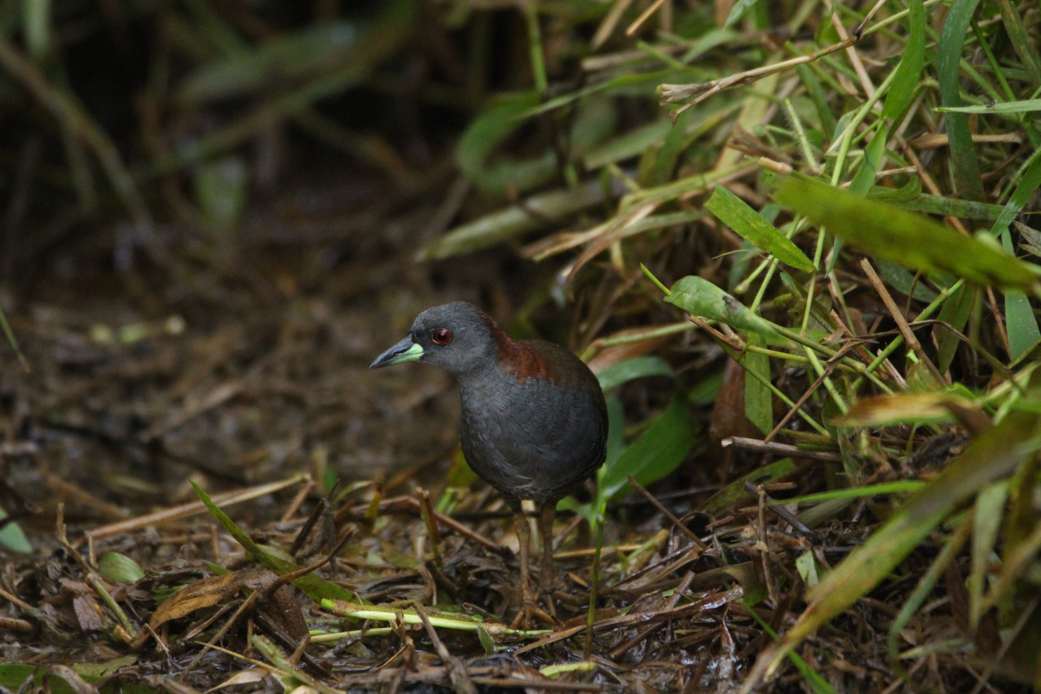 Grey-breasted Crake (Laterallus exilis), photo 8