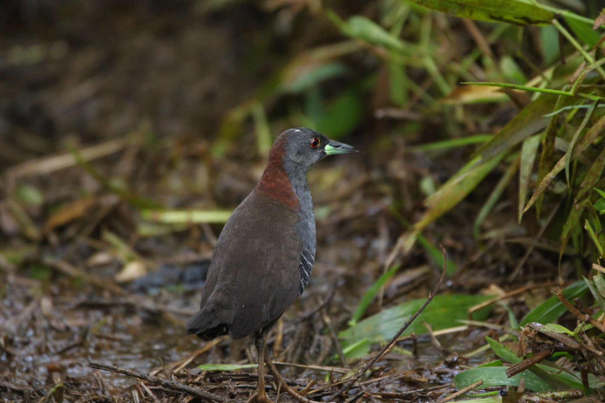 Grey-breasted Crake (Laterallus exilis), photo 10