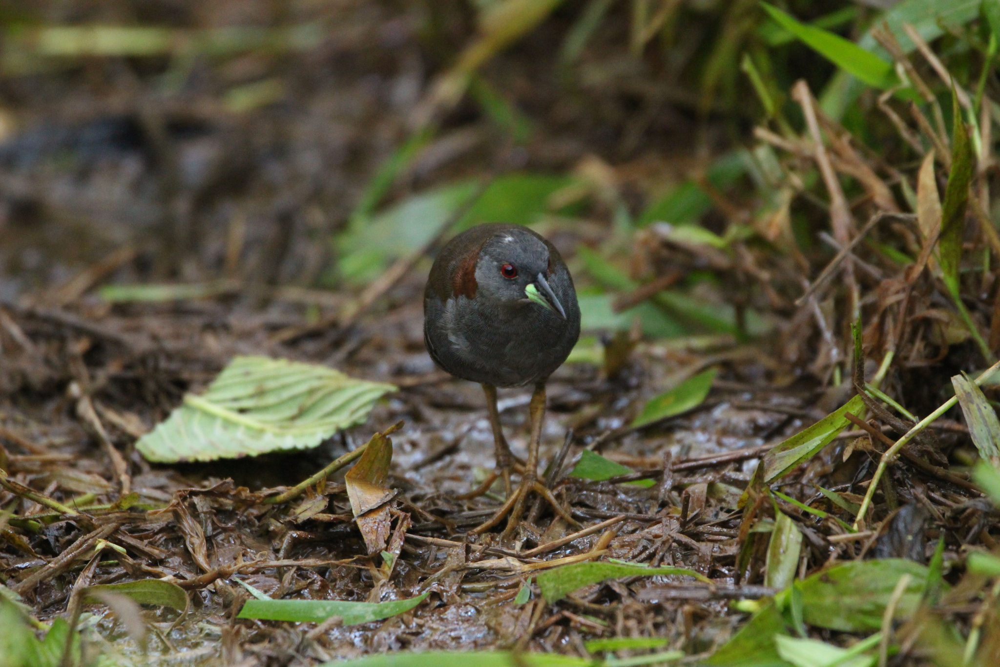 Grey-breasted Crake (Laterallus exilis), photo 9