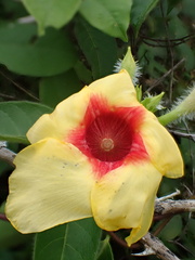 Mandevilla hirsuta, photograph author not stated, no rights reserved