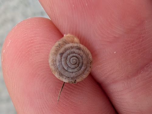 Polygyra cereolus