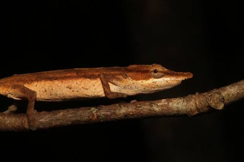 two-toned soft-nosed chameleon, Calumma roaloko