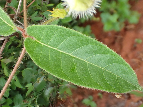 Mandevilla hirsuta, photograph 4