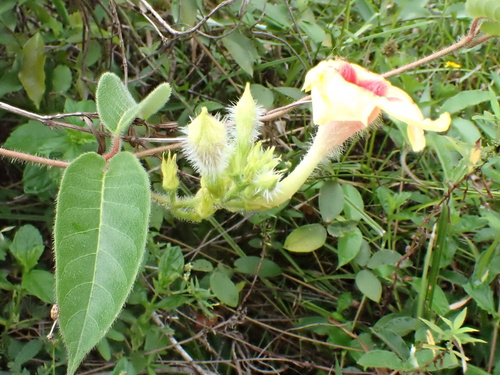 Mandevilla hirsuta, photograph 5