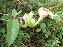 Mandevilla hirsuta, photograph author not stated, no rights reserved
