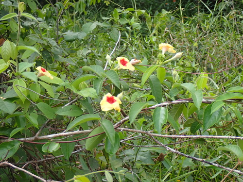Savannah Flower (Mandevilla hirsuta)