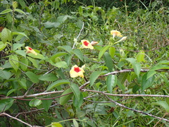 Mandevilla hirsuta, photograph author not stated, no rights reserved