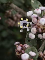 Ceanothus megacarpus