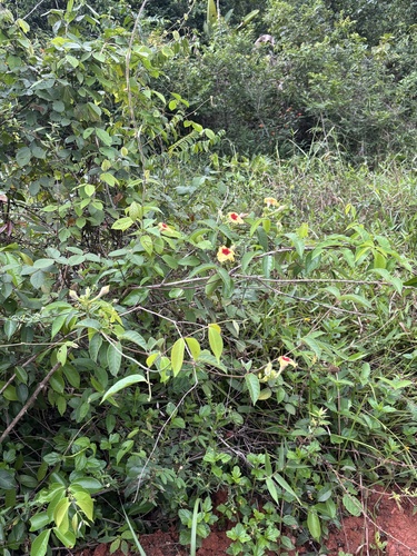 Mandevilla hirsuta, photograph 6