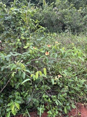 Mandevilla hirsuta, photograph author not stated, no rights reserved