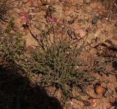 Polygala pubiflora