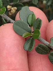Ceanothus megacarpus