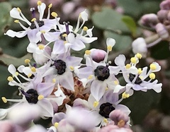 Ceanothus megacarpus