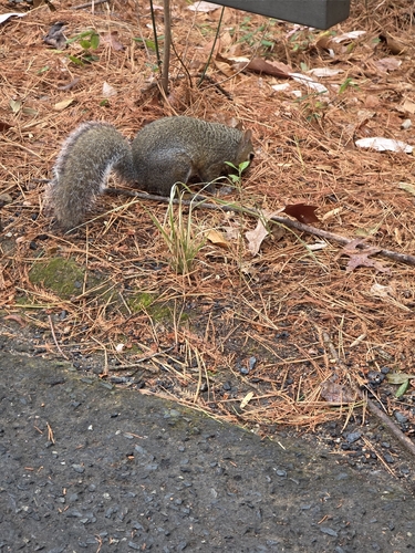 Eastern Gray Squirrel