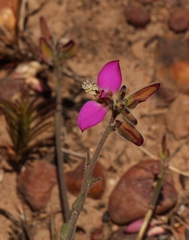 Polygala pubiflora