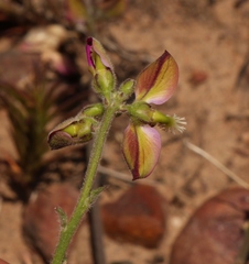 Polygala pubiflora