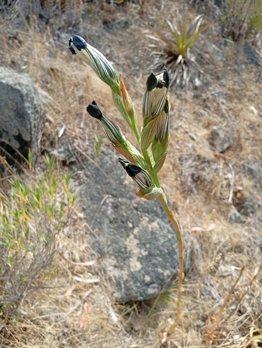 parrot beak (Chloraea bletioides)
