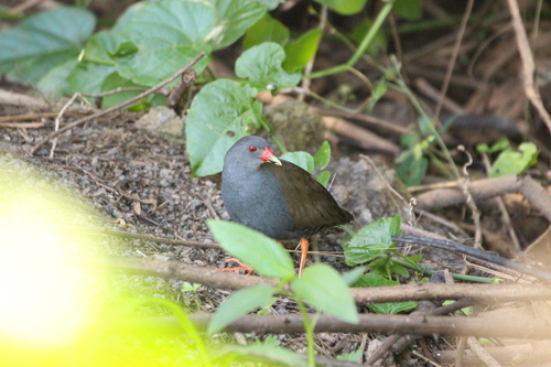 Paint-billed Crake (Mustelirallus erythrops), photo 10