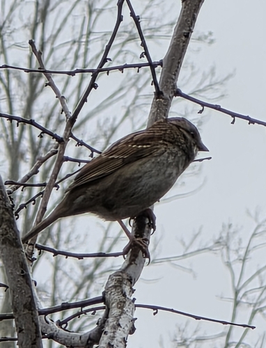 White-throated Sparrow
