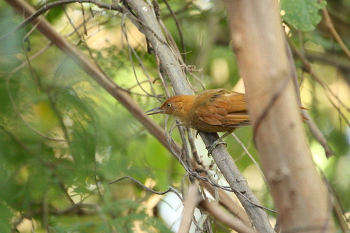 Henna-capped Foliage-gleaner (Clibanornis rectirostris), photo 7