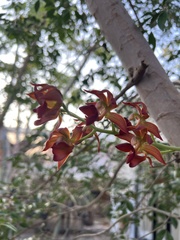 Mormodes badia
