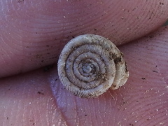 Polygyra