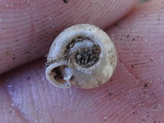 Polygyra