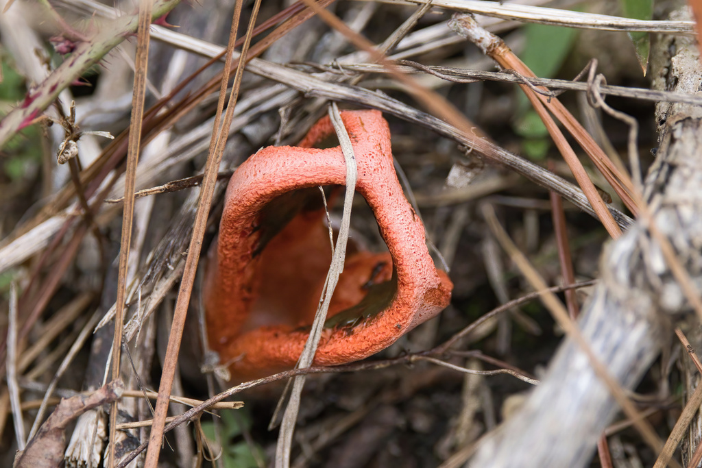 Clathrus columnatus · December 2025 · photo: © mcferny (iNaturalist, cc-by)
