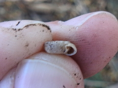 Polygyra