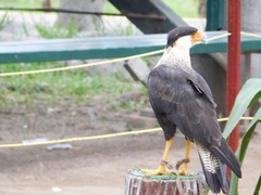 Caracara