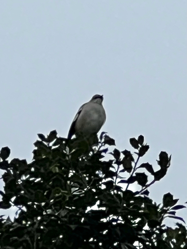 Northern Mockingbird