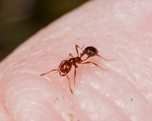 Red Imported Fire Ant photographed in Texas