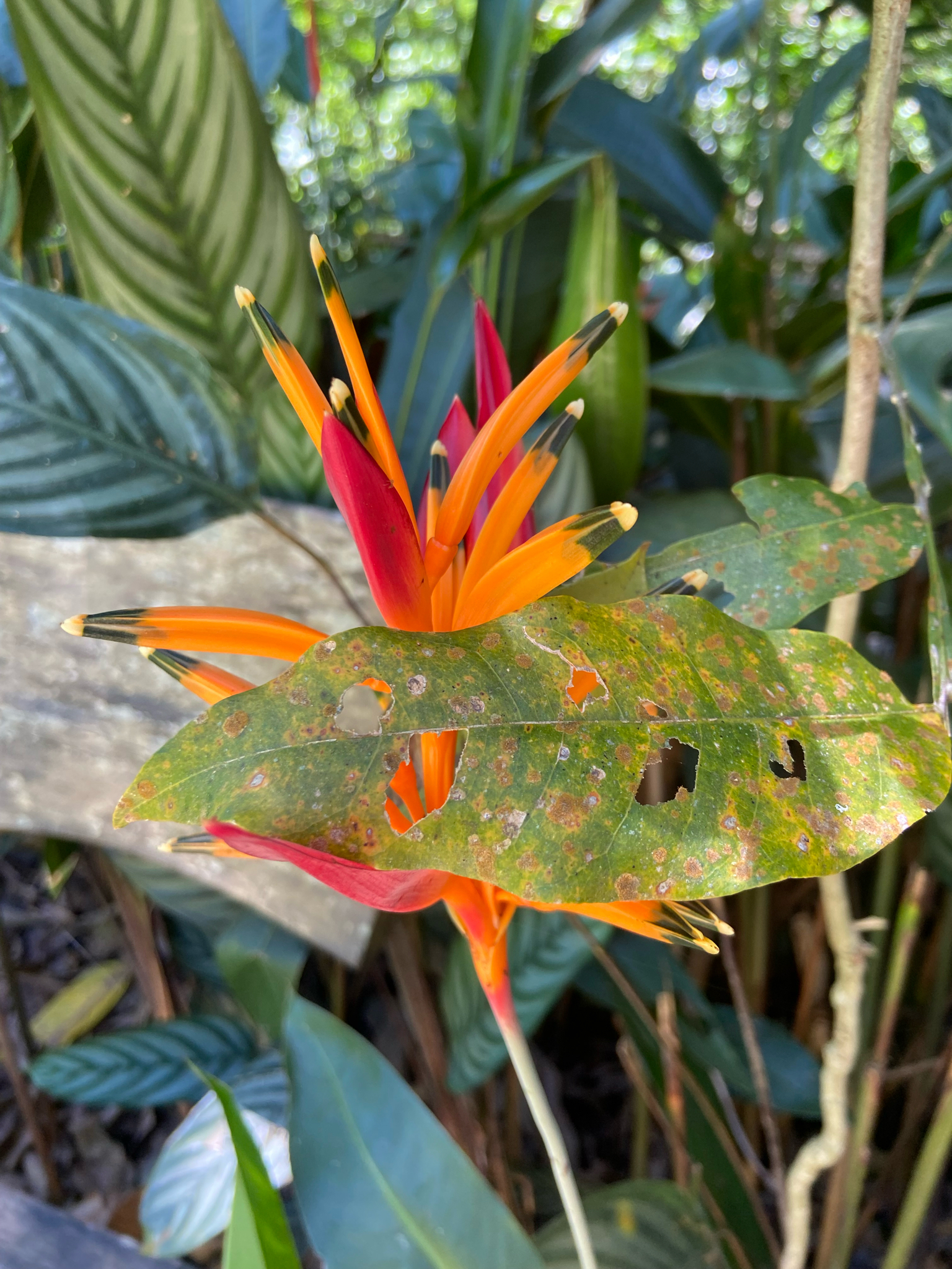 Heliconia psittacorum
