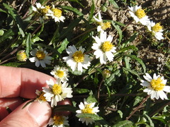 Melampodium cinereum