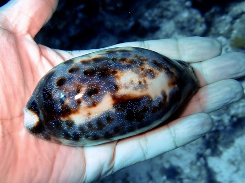 Chelycypraea testudinaria observed 2025-12-29