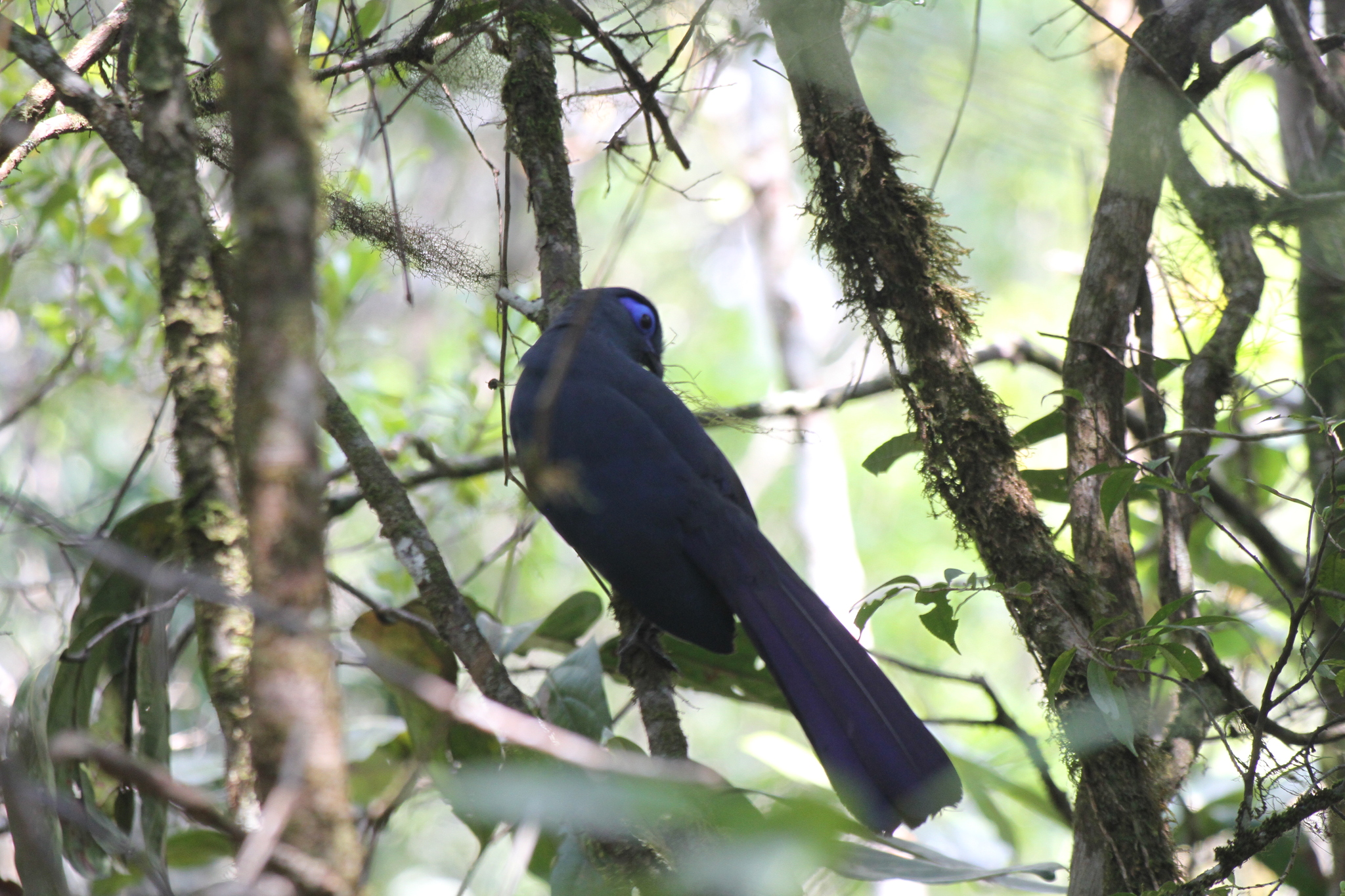 Blue Coua (Coua caerulea), photo 5